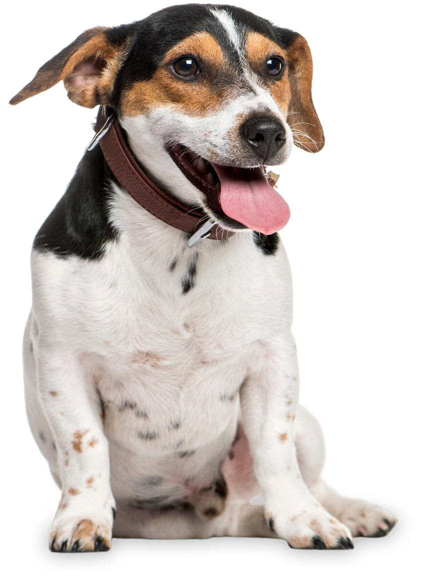 Cane jack russell