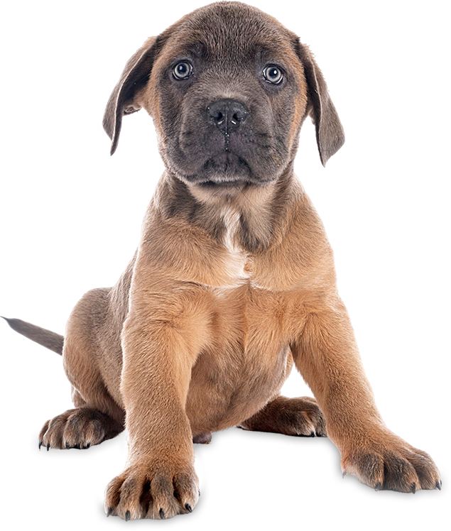 Cane mastino italiano