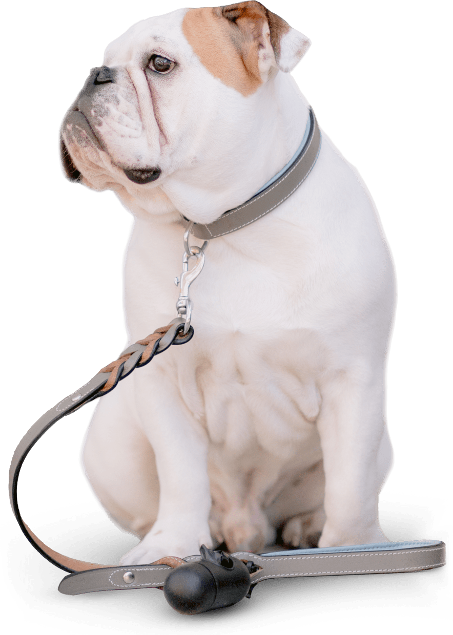 Cane Bulldog